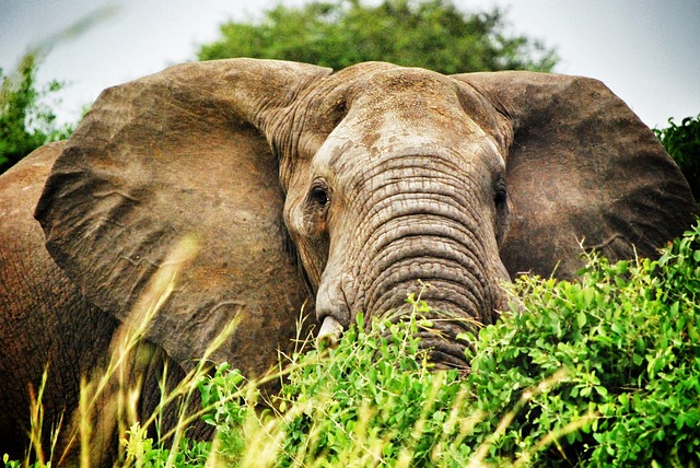 How elephant-poaching has affected the tourism industry