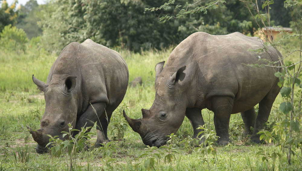 1 Day Rhino Trekking Tour