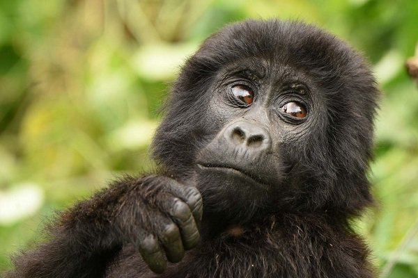 Rwanda Gorillas