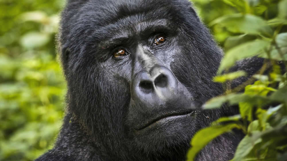 Online Gorilla Tracking Permits Stopped In Uganda