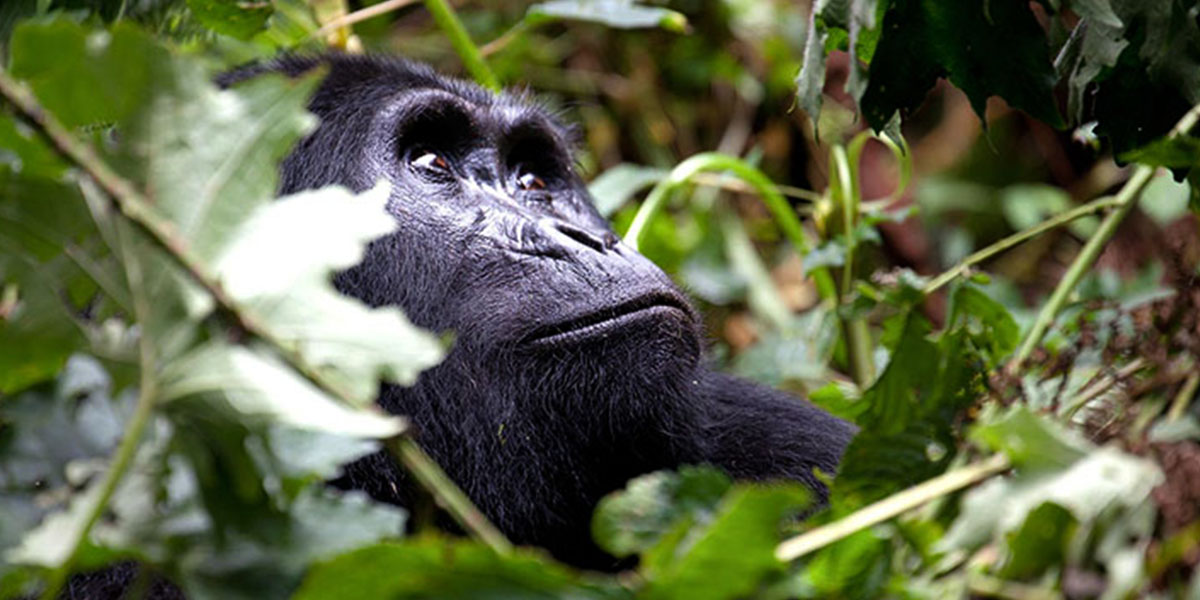 3 Days Gorilla Trekking Buhoma