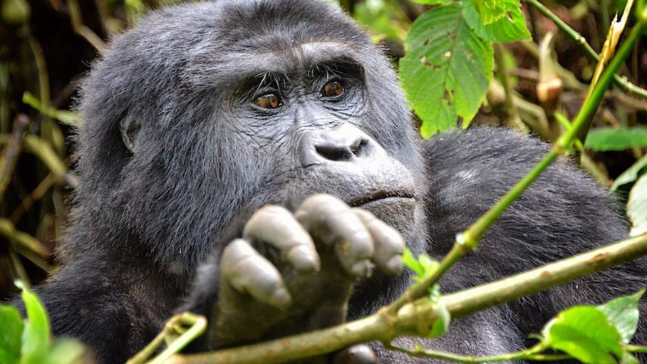 Mountain Gorilla Tracking Safaris In Uganda Gorilla Trekking