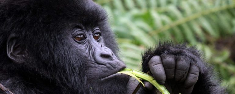 Gorilla trekking in Uganda
