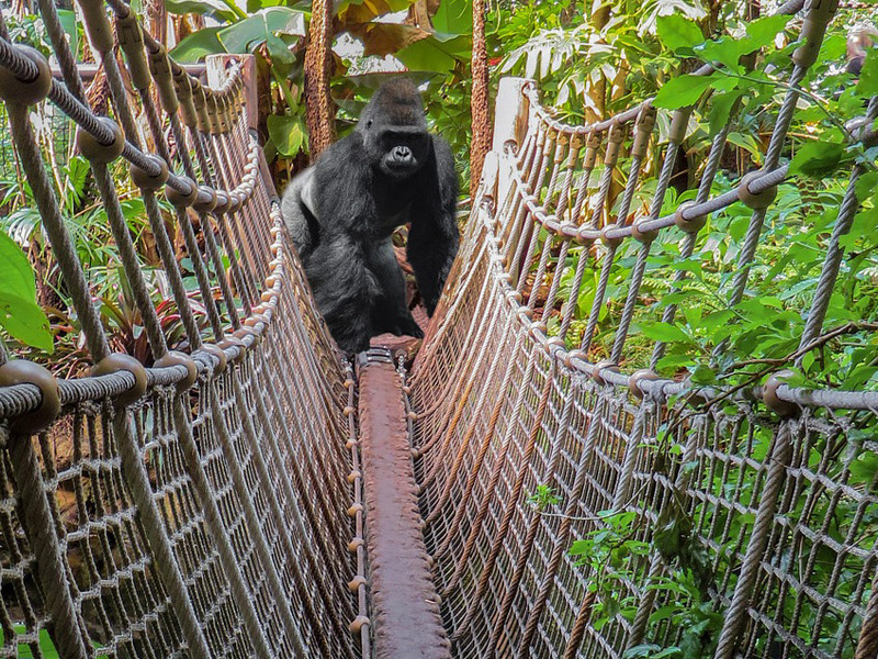 Chance of seeing gorillas in Rwanda