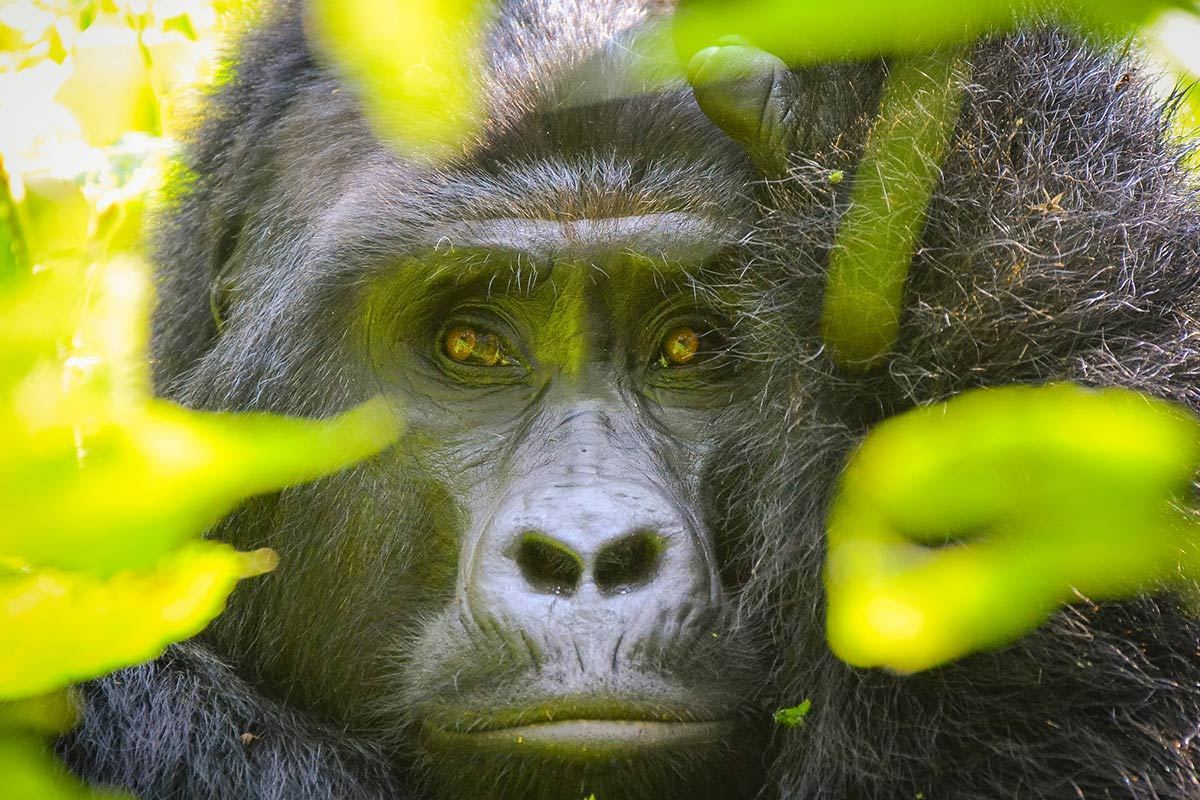 Chances of seeing gorillas in Uganda