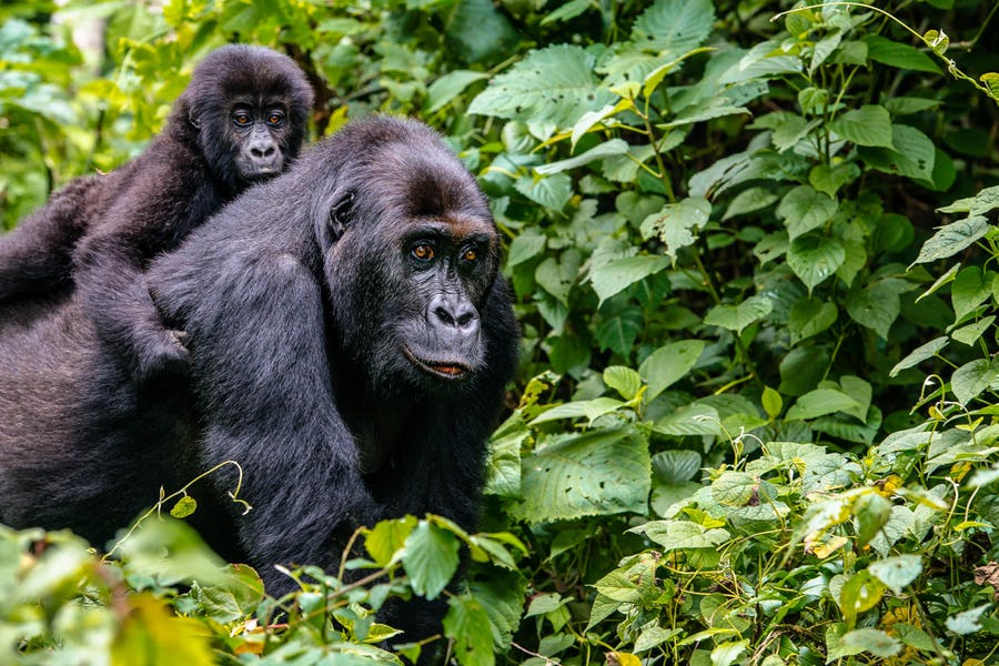 Congo Gorilla trekking