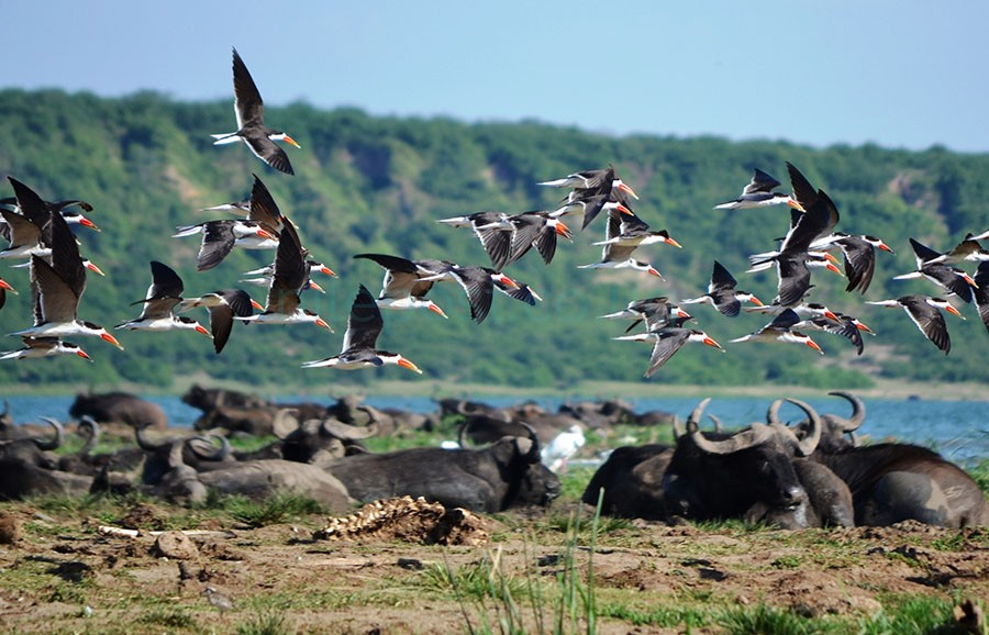 Uganda Travel News