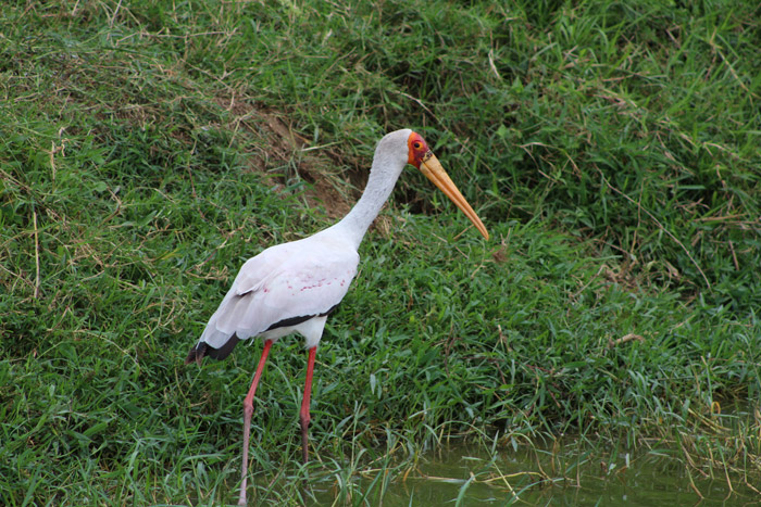 Birding Uganda News Updates