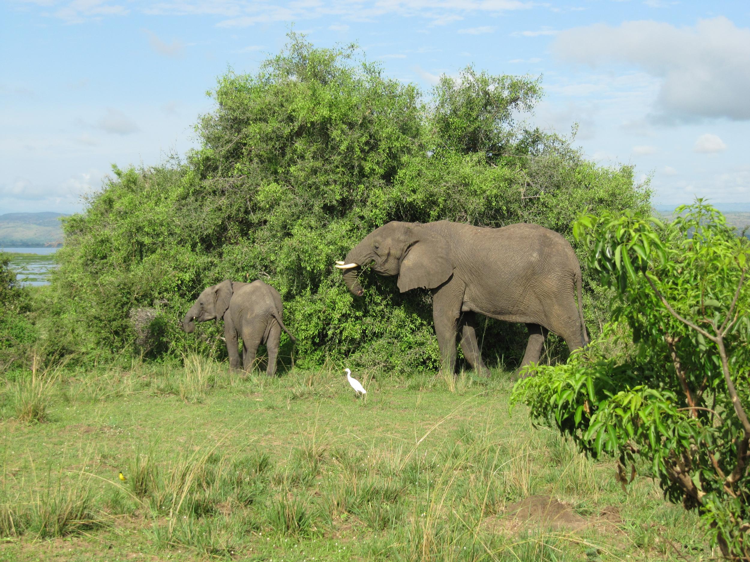 Uganda Wildlife Safari