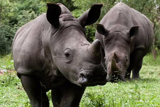 UGANDA’S RHINOS TO BE RE-INTRODUCED INTO THE WILD BY 2022