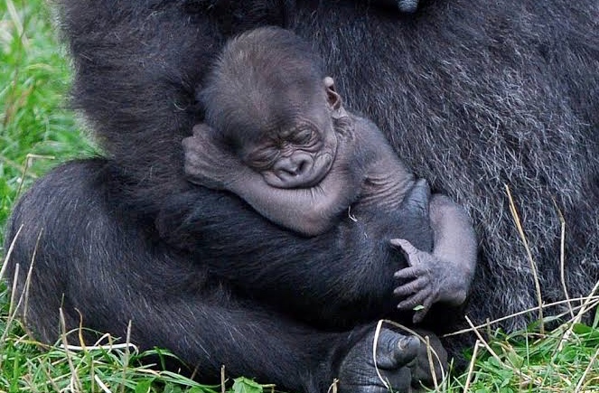 Gorilla Trekking Tour