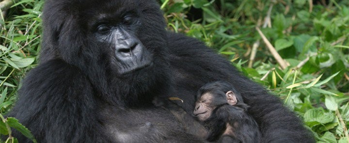 What Happens When A Gorilla Family Member Passes On?
