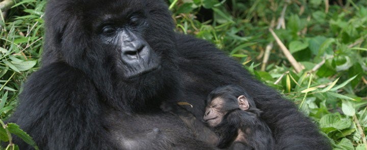 RUSHEGURA GORILLA GROUP WELCOMES NEW BABY GORILLA