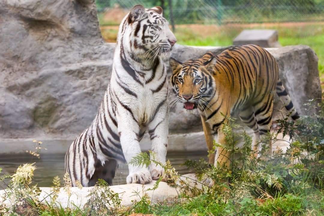 Uganda Excited About The Historic Return of Tigers