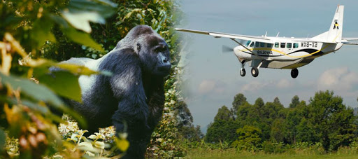 Can I Fly To Bwindi Impenetrable National Park For Gorilla Trekking
