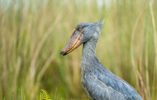 Birding Tour Uganda