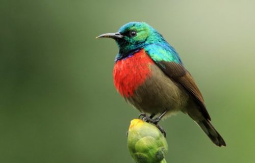 Birding Tour Uganda Kibale Birding Tour Uganda Kibale