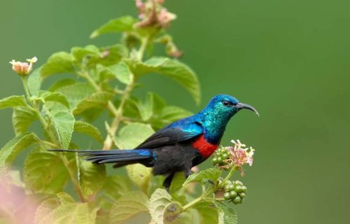 Birding Tour Uganda Lake Bunyonyi