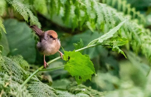 Birding Tours in Uganda