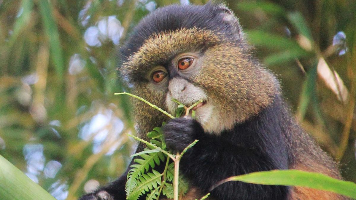 Golden monkey trekking