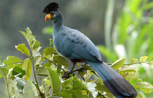 Uganda Birding Safari