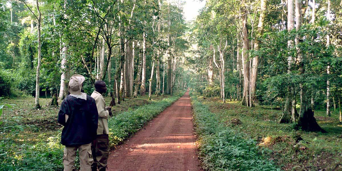 Activities To Do In Budongo Forest