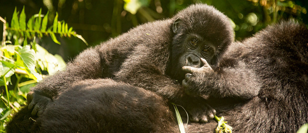 3 Day Fly-in Gorilla Habituation