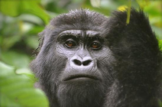 Gorillas Of Bwindi Impenetrable Forest