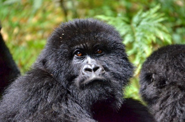 What Type of Gorillas Are in Uganda?