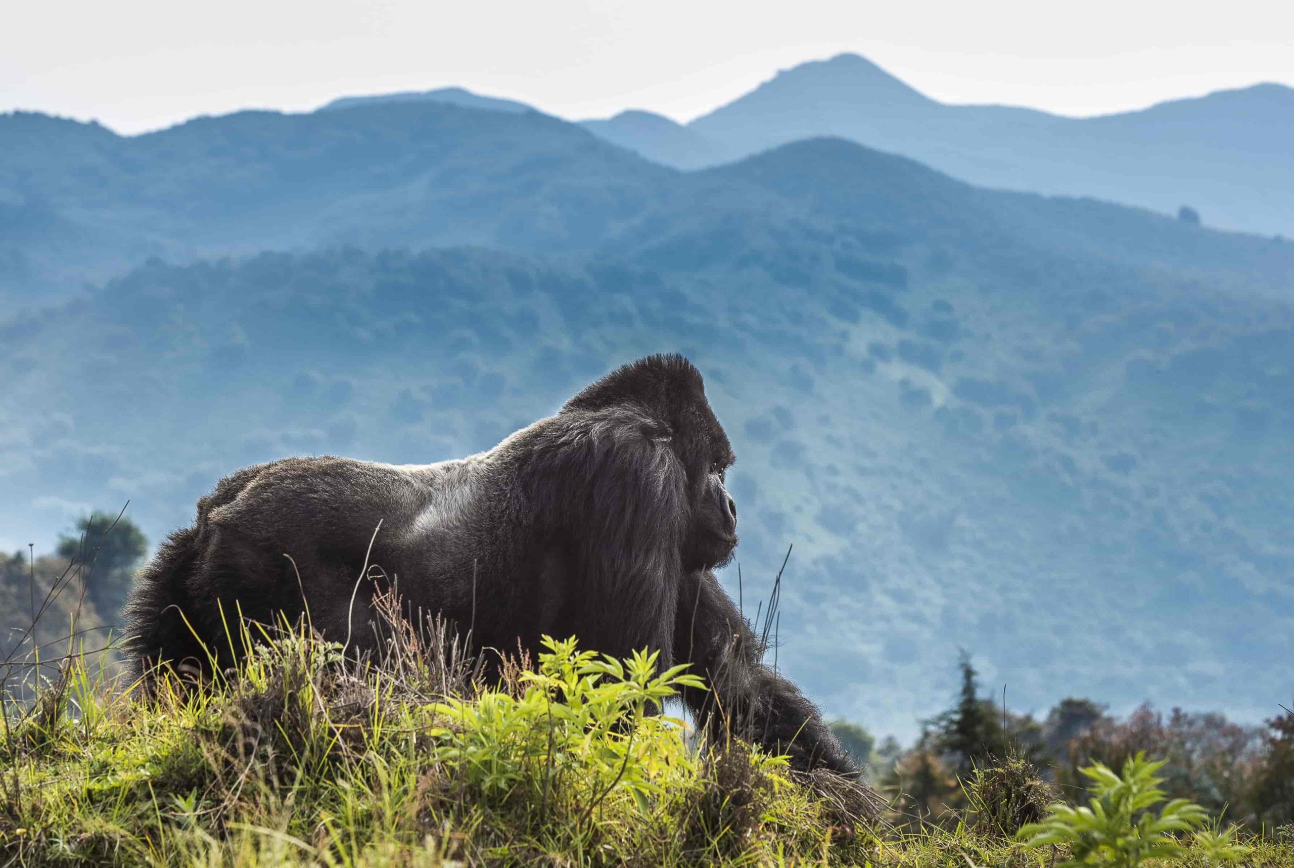 Gorillas In Volcanoes National Park Rwanda