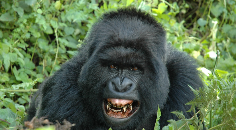 gorilla trekking africa