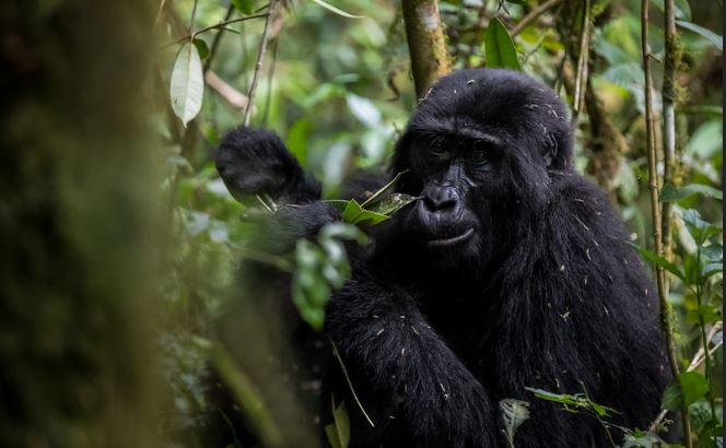 Gorilla Trekking In Uganda From Kigali