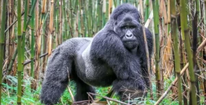 Conservation History in Uganda