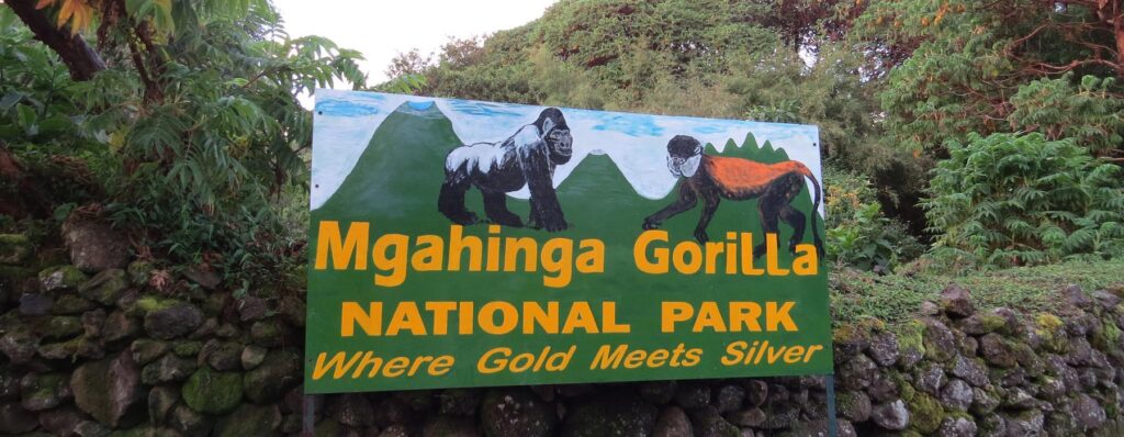 1 Day Uganda Gorilla Trek from Kigali | Mgahinga Gorilla Trekking