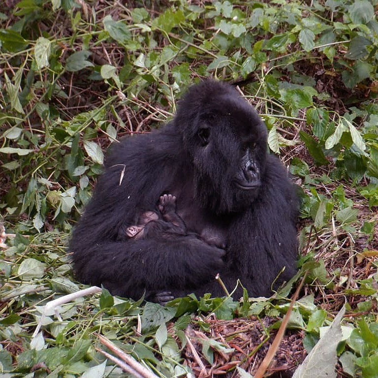Baby Gorillas In Virunga National Park