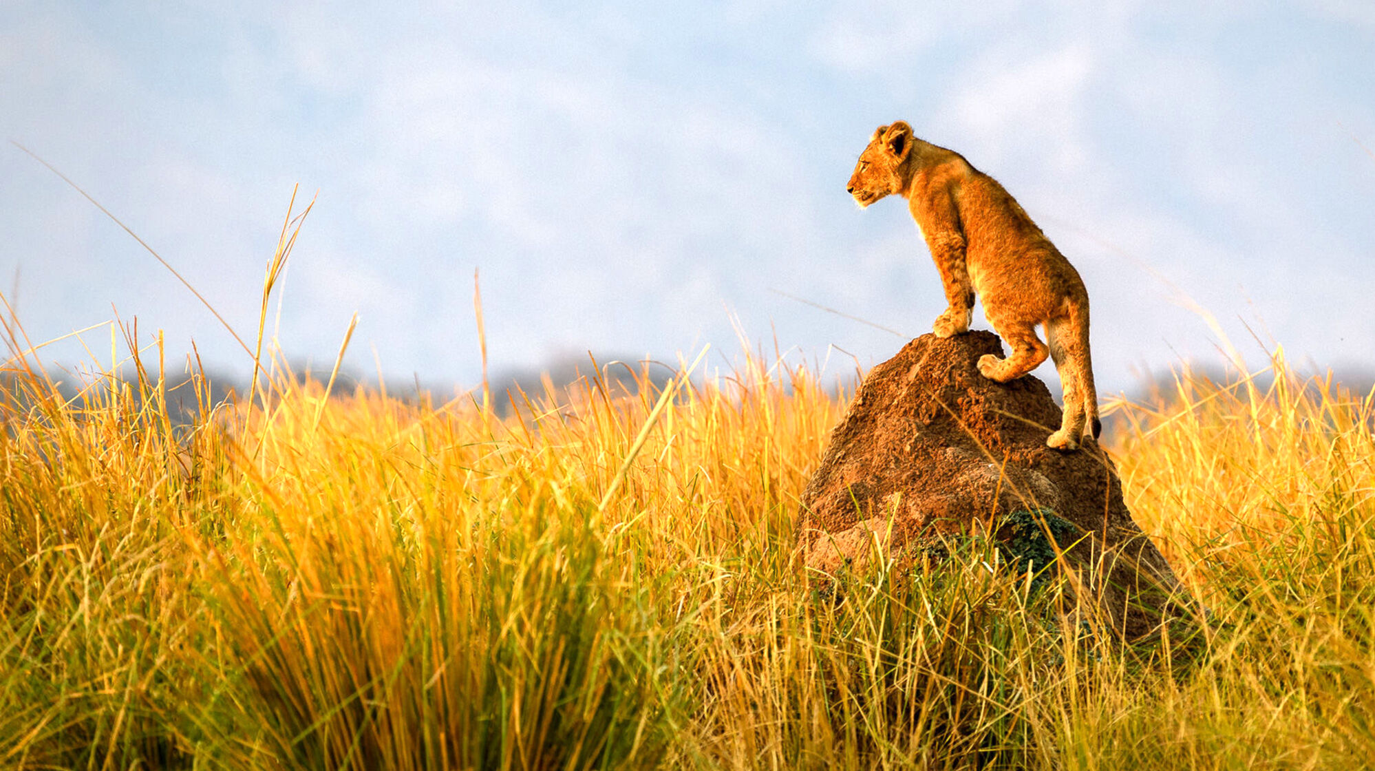 Africa safaris, What is the Best Time to Visit Uganda?