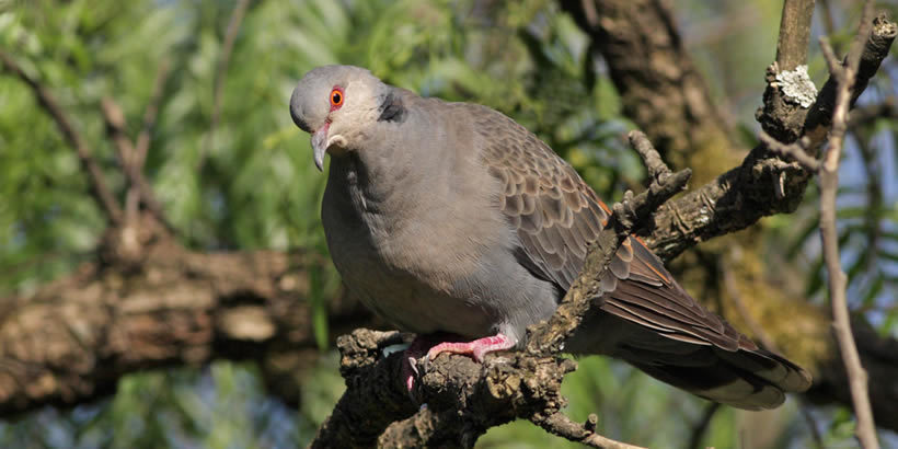 Albertine rift endemic