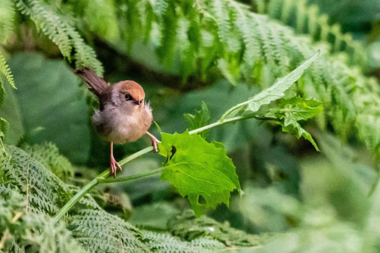 Birding in Buhoma Sector