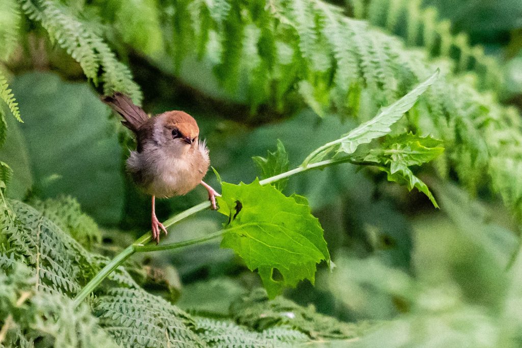 Birding in Buhoma Sector