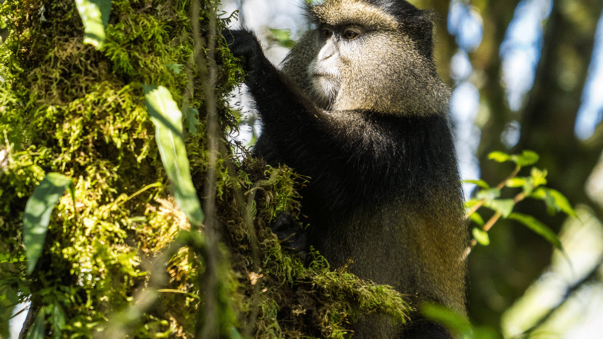 Golden Monkey Tracking