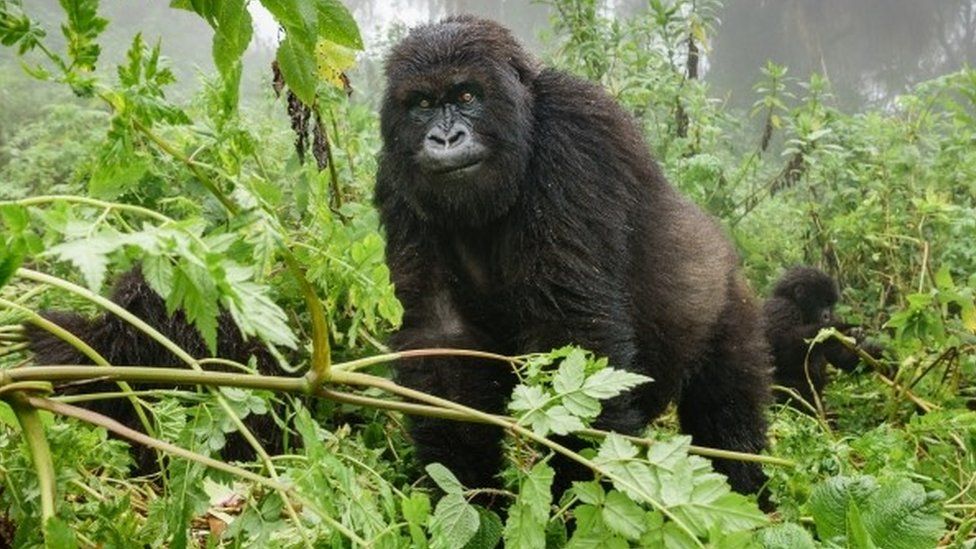 Gorillas In Virunga