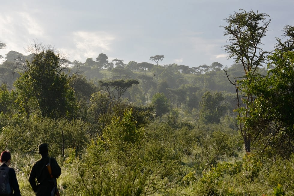 Rubanga Forest 