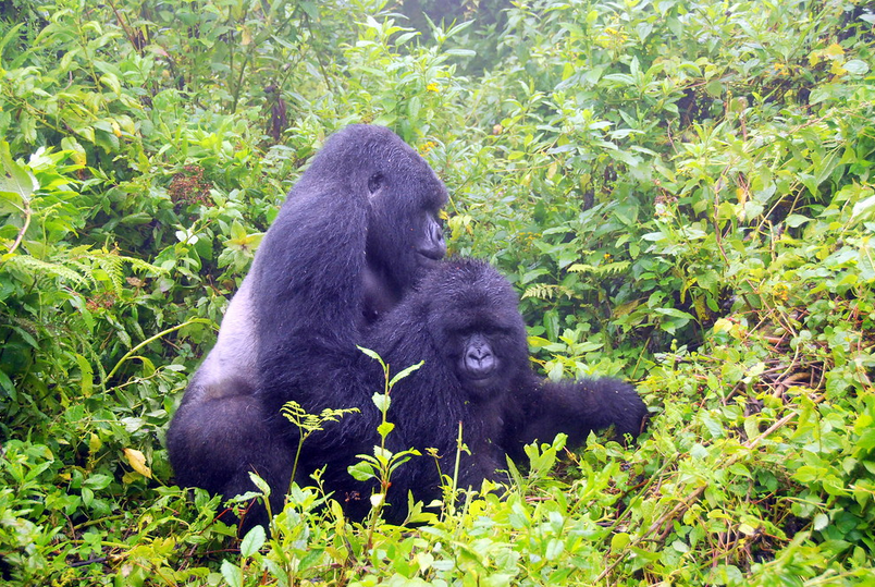 Is Volcanoes National Park Rwanda Safe To Visit?