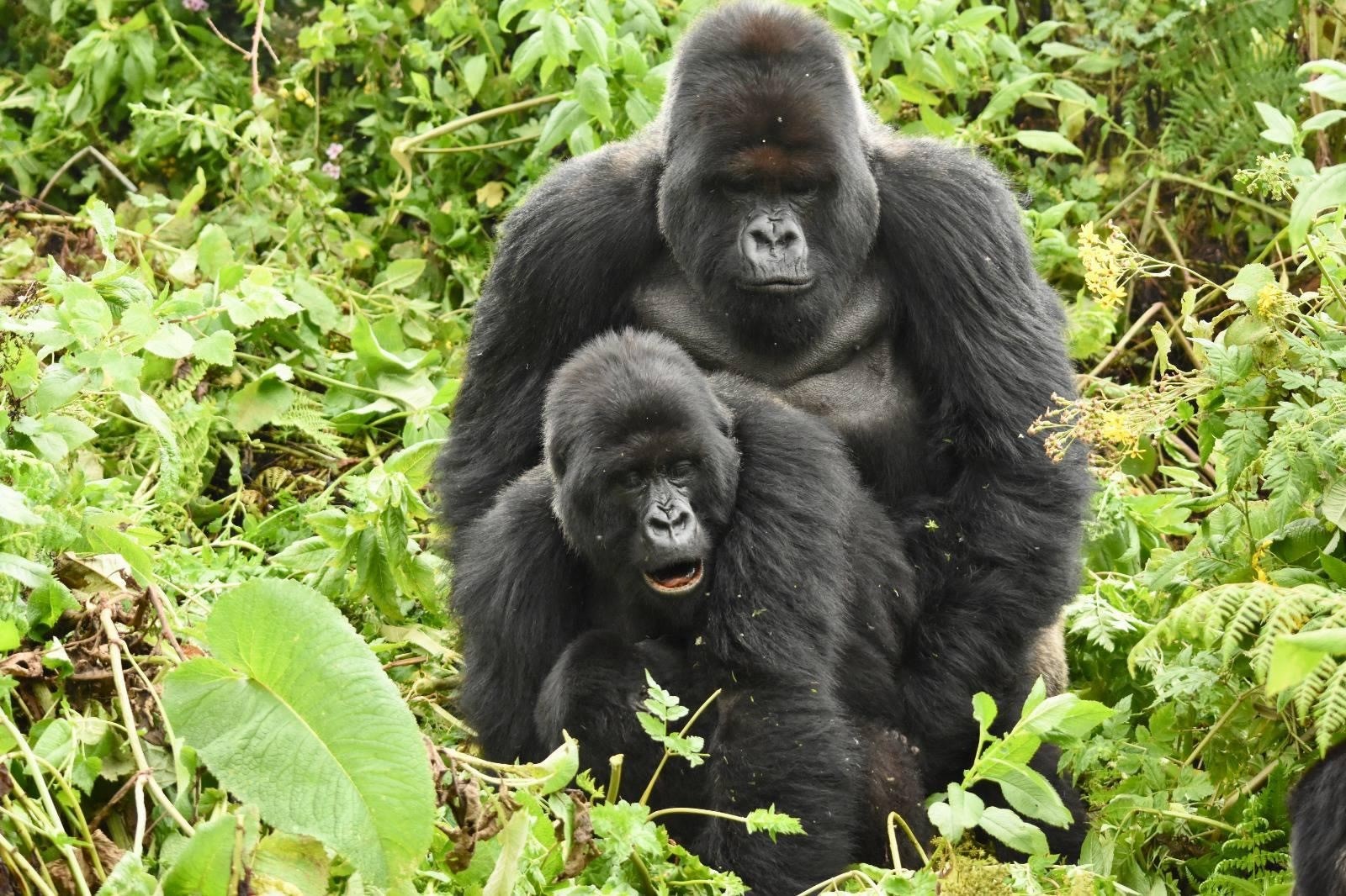Gorilla Habituation Experience in Rushaga