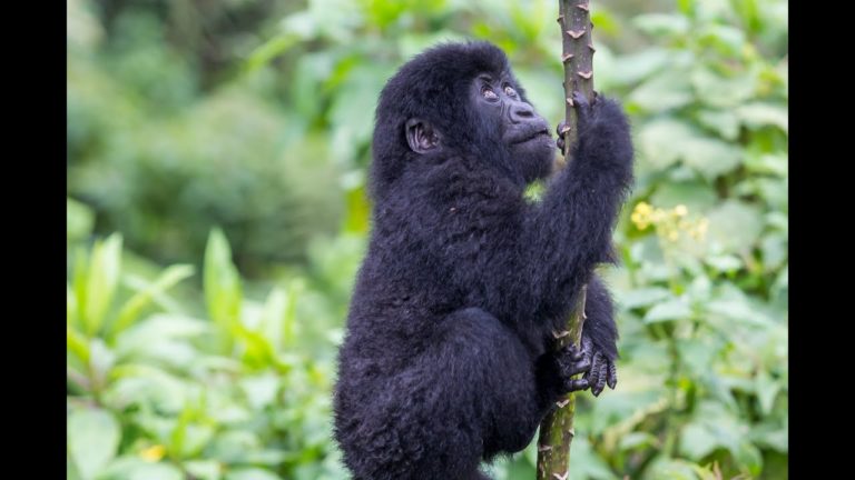 baby gorillas playing