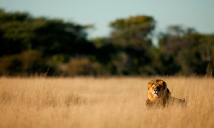 Lion tracking in queen Elizabeth National park