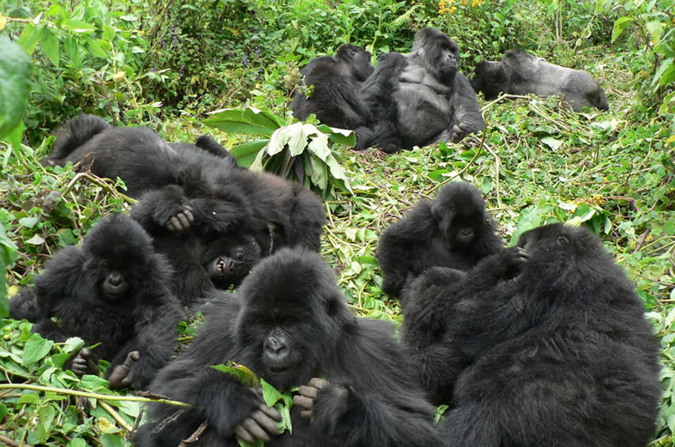 Do Mountain Gorillas Live in Families?