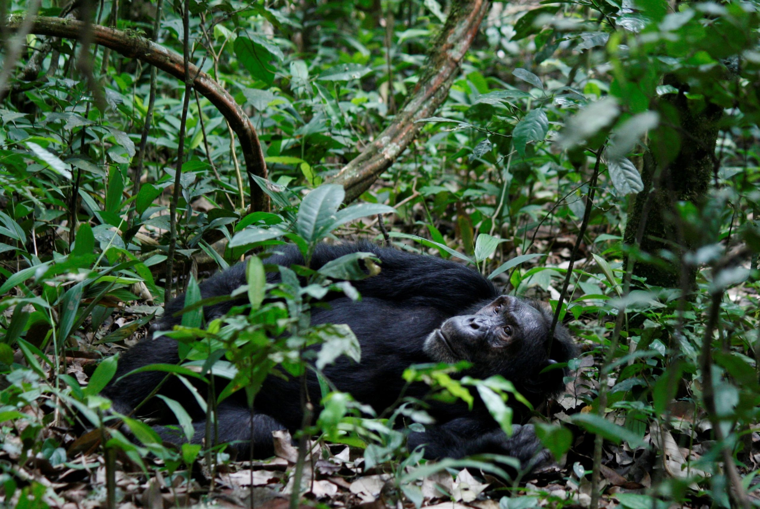 How Many Chimpanzees Are In Kibale National Park