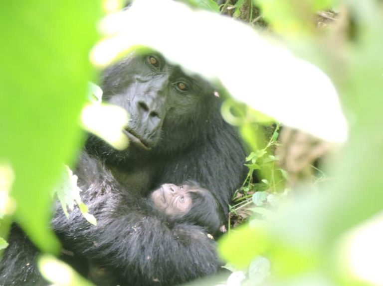 Gorilla with baby
