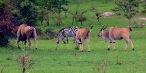 wildlife in Lake Mburo National Park Uganda